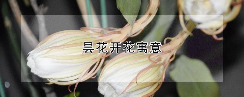 昙花开花寓意 昙花开寓意什么