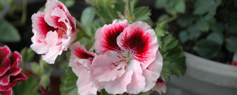 天竺葵花语 天竺葵花语是什么