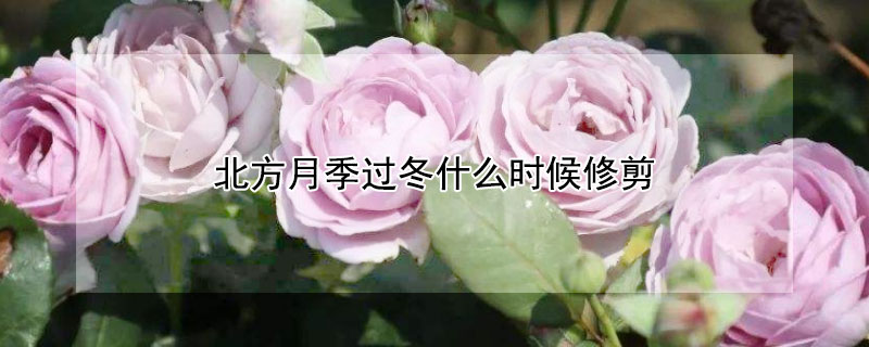 北方月季过冬什么时候修剪 北方月季花什么时候冬剪