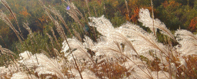 菅芒花象征什么 菅芒花图片