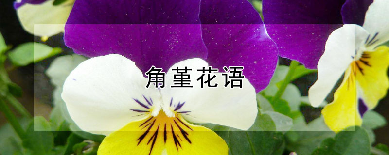角堇花语（角堇花语英语）
