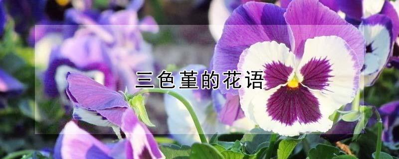 三色堇的花语（三色堇的花语和寓意）