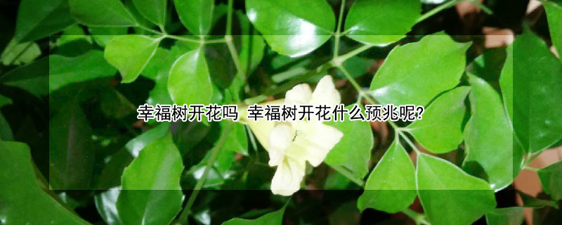 幸福树开花吗 幸福树开花吗图片 预兆