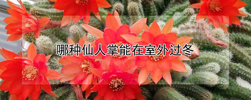 哪种仙人掌能在室外过冬（仙人掌怎样过冬天）
