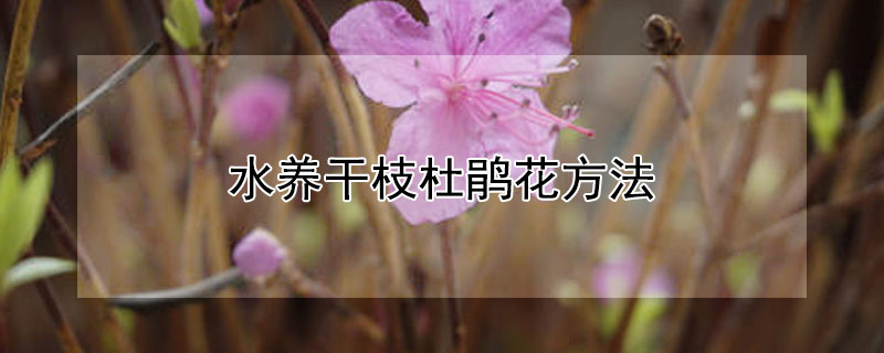 水养干枝杜鹃花方法 杜鹃干花怎么养