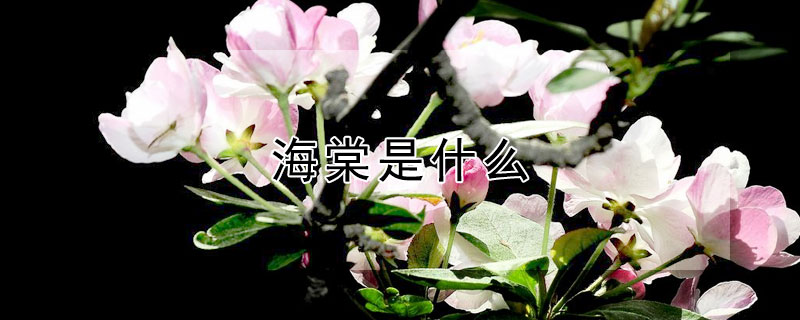 海棠是什么（海棠是什么意思网络用语）