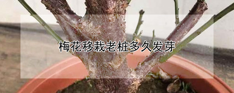梅花移栽老桩多久发芽(梅花桩什么时候发芽)