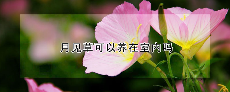 月见草可以养在室内吗 月见草可以家养吗