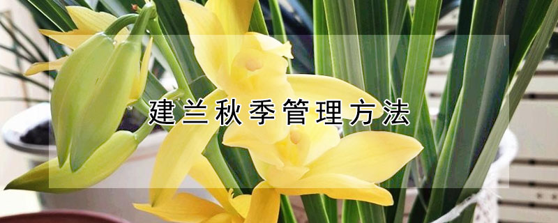 建兰秋季管理方法（建兰冬季如何养护）