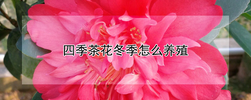 四季茶花冬季怎么养殖 四季茶花的养殖技术