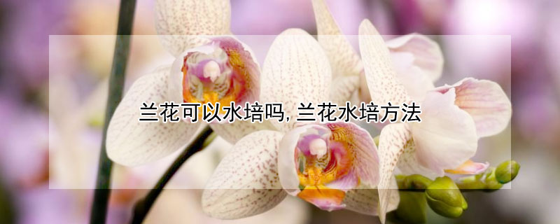 兰花可以水培吗,兰花水培方法 兰花草可以水培吗,兰花水培方法