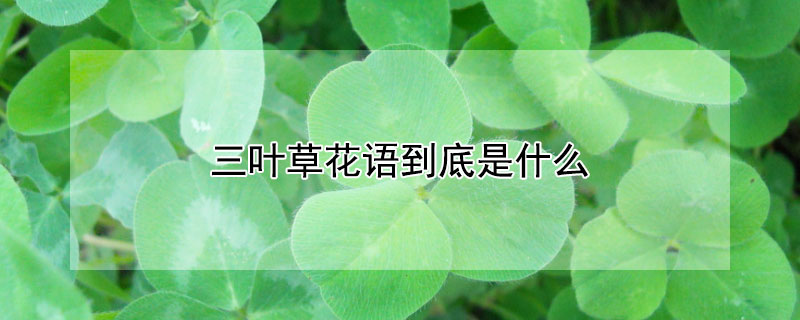 三叶草花语到底是什么（三叶草花的花语到底是什么）