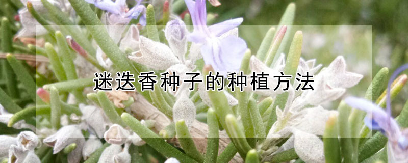 迷迭香种子的种植方法(迷迭香种子育苗的方法)