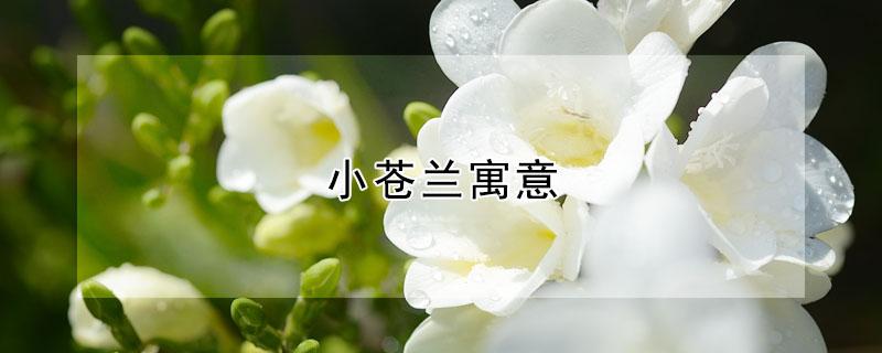 小苍兰寓意（小苍兰的象征）