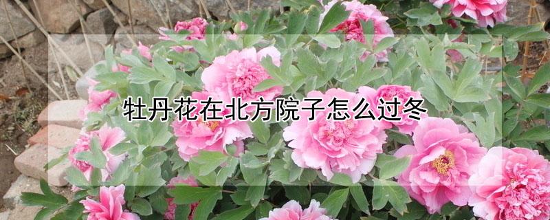 牡丹花在北方院子怎么过冬 庭院牡丹花怎样越冬