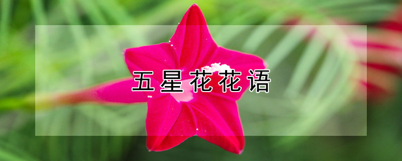 五星花花语（星语花花语）