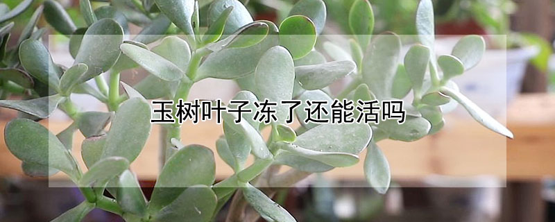 玉树叶子冻了还能活吗 冻了的玉树还能活吗?