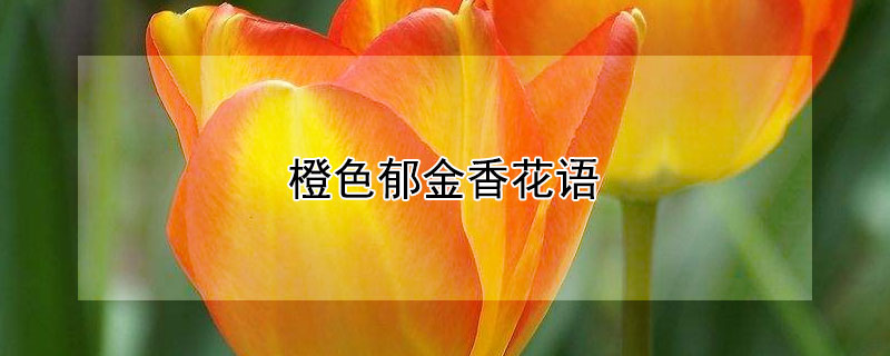 橙色郁金香花语 白色郁金香花语