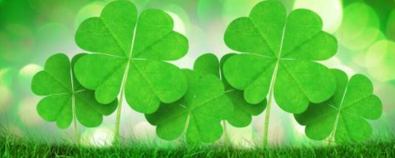 幸运草花语（幸运草花语祝福语）