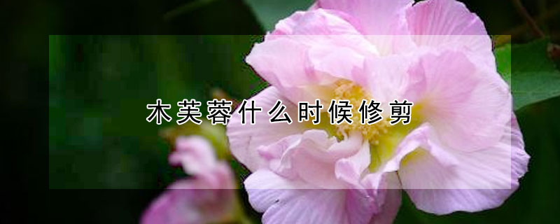 木芙蓉什么时候修剪(木芙蓉开花后怎么修剪示意图)