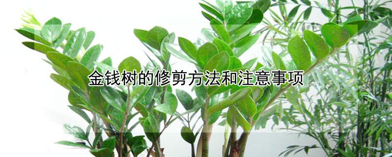 金钱树的修剪方法和注意事项（金钱树的修剪方法及什么时候修剪合适）