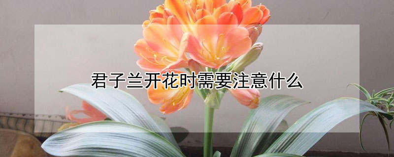 君子兰开花时需要注意什么（君子兰开花时要注意些什么）