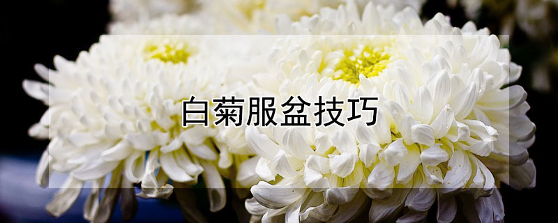 白菊服盆技巧（白菊服盆期间怎么浇水）