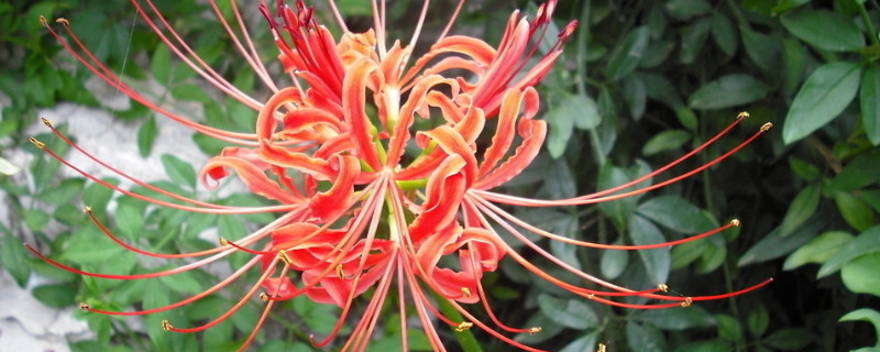 彼岸花的寓意 彼岸花的寓意是好是坏