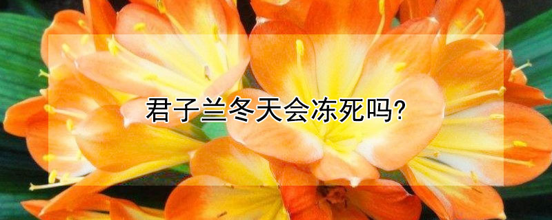 君子兰冬天会冻死吗? 君子兰能冻死吗