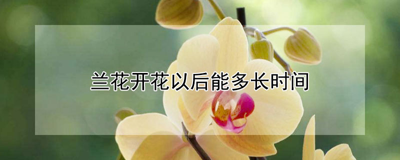 兰花开花以后能多长时间(兰花开花能开多久)