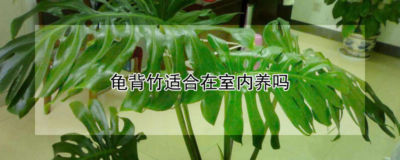 龟背竹适合在室内养吗(龟背竹能在室内养吗和注意事项)