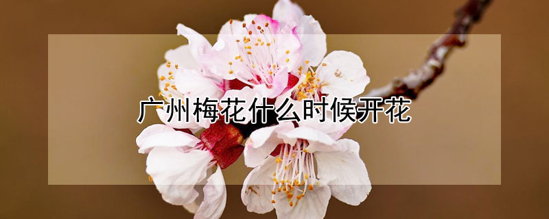 广州梅花什么时候开花(广州梅花开放时间)