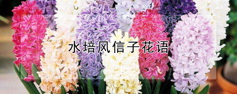水培风信子花语（水培风信子开花的样子）
