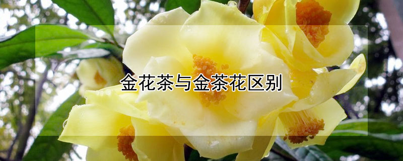 金花茶与金茶花区别 什么是金花茶?