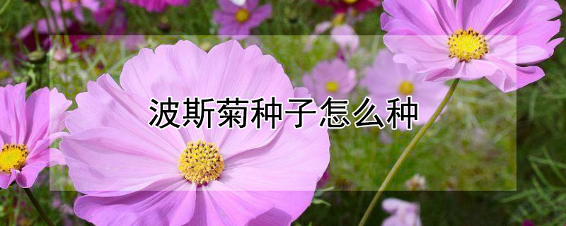 波斯菊种子怎么种 波斯菊种子怎么种植的具体方法