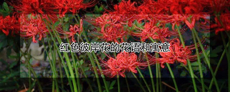 红色彼岸花的花语和寓意（红色彼岸花的花语是什么意思）