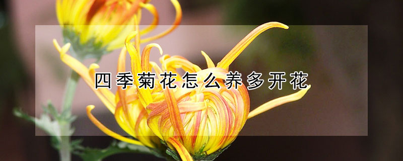 四季菊花怎么养多开花 什么菊花好养四季开花