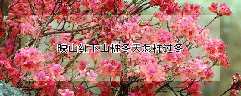 映山红下山桩冬天怎样过冬 下山桩映山红怎么栽培