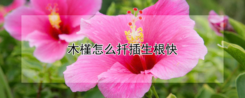 木槿怎么扦插生根快(木槿花怎么扦插活的快)