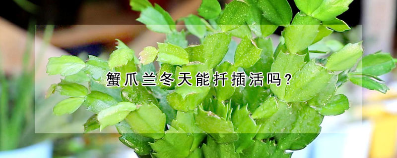 蟹爪兰冬天能扦插活吗? 夏季扦插蟹爪兰能成活吗?