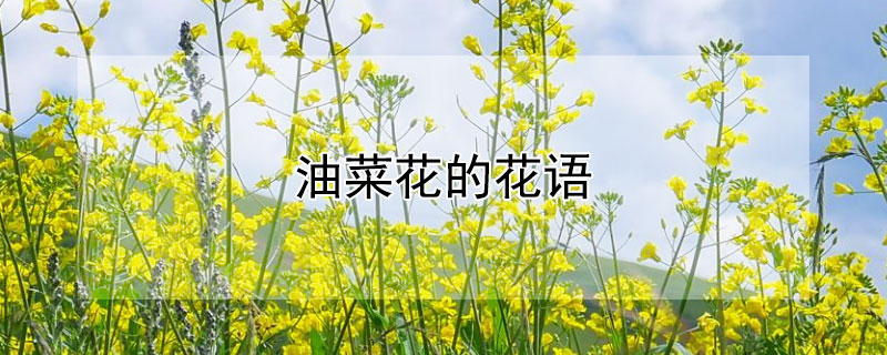 油菜花的花语(油菜花的花语是)