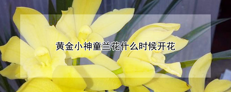 黄金小神童兰花什么时候开花 黄金小神童兰花花期多长