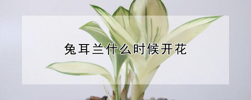 兔耳兰什么时候开花（兔耳兰什么时候开花要长多大）