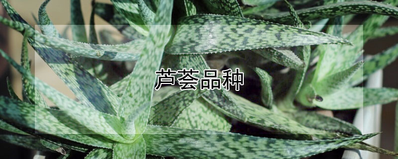 芦荟品种 芦荟品种辨别图片大全