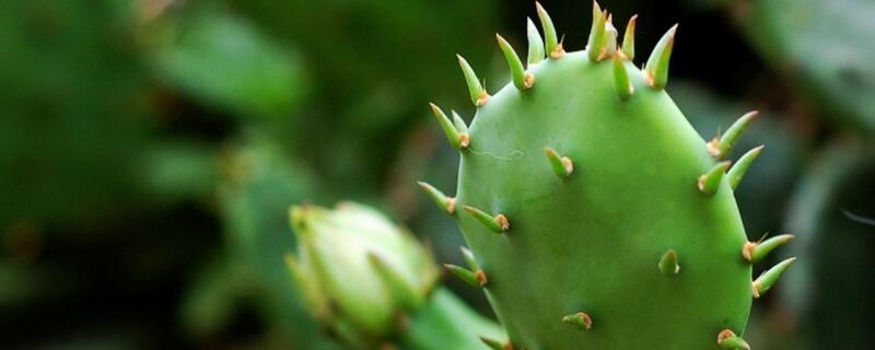 什么花的花语是坚强（什么花的花语是坚强不屈）