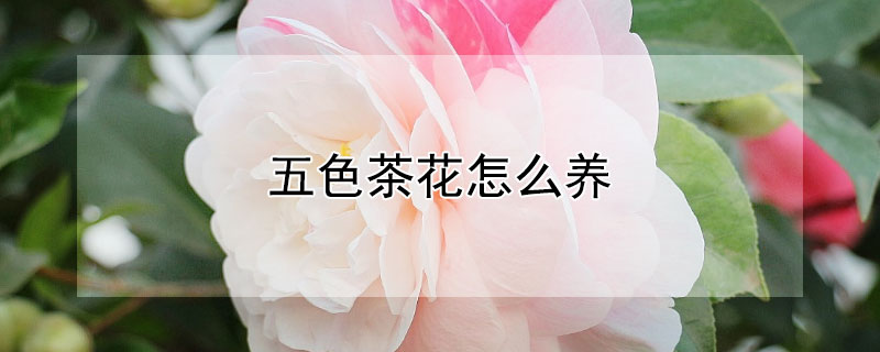 五色茶花怎么养（五色茶花图片怎么养）