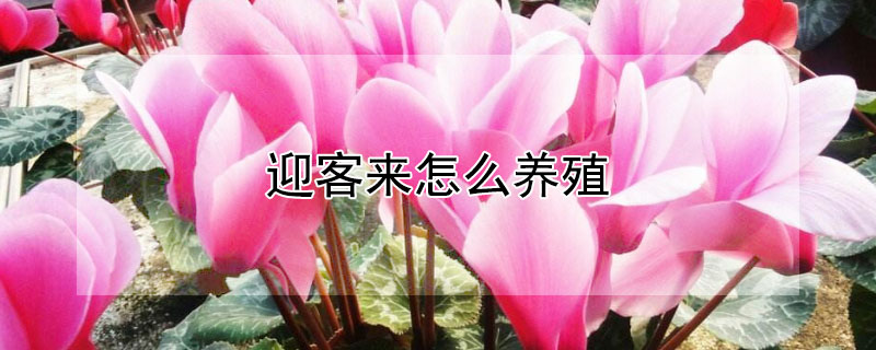 迎客来怎么养殖（迎客来花怎么养殖）