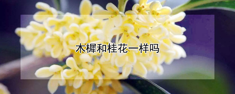 木樨和桂花一样吗（木樨树与桂花树的区别）