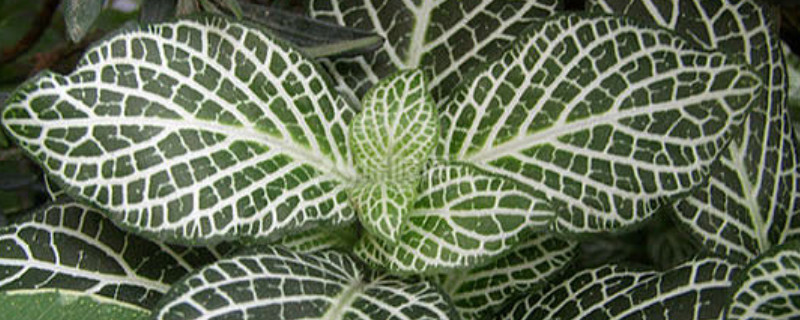 白网纹草花语（网纹草花语是什么）