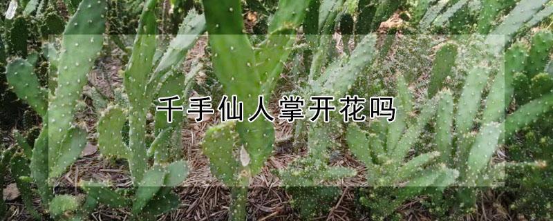 千手仙人掌开花吗（千年仙人掌开花）